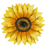 Tournesol